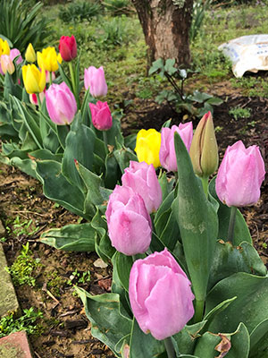 Tulip Flowers