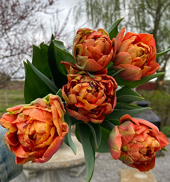 Valdivia Tulip