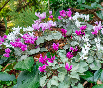 Cyclamen