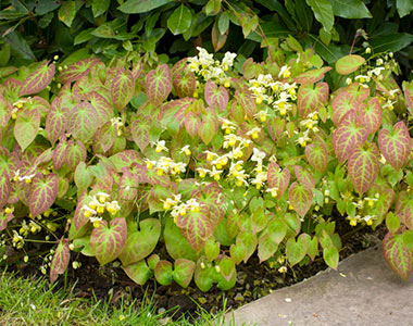 Epimedium (Fairy Wings)