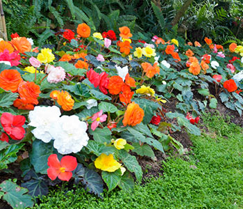 Begonias