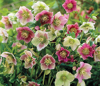 Hellebores