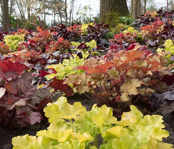 Heuchera