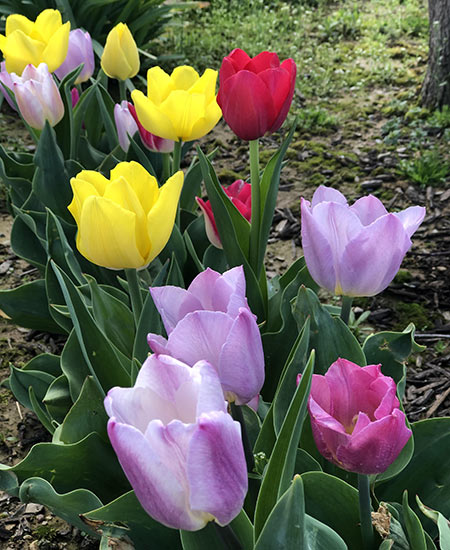 tulip flowers