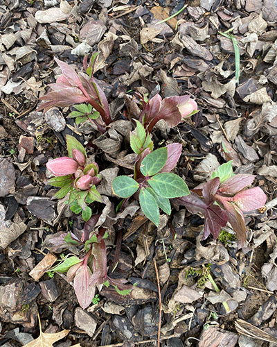 Hellebores blog 2