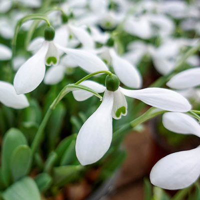 Snowdrops