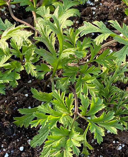 Anemone Plant