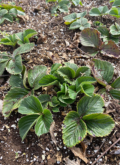 Strawberry plants 